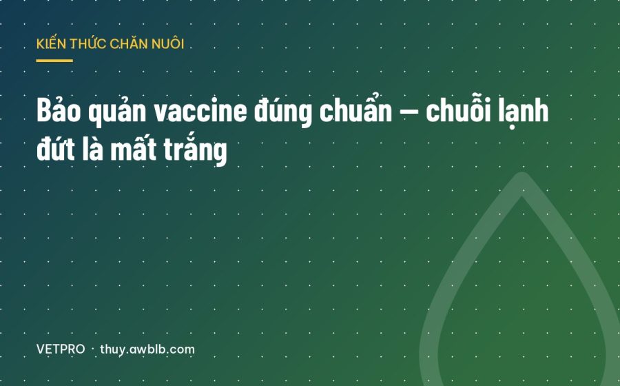 Bảo quản vaccine đúng chuẩn — chuỗi lạnh đứt là mất trắng