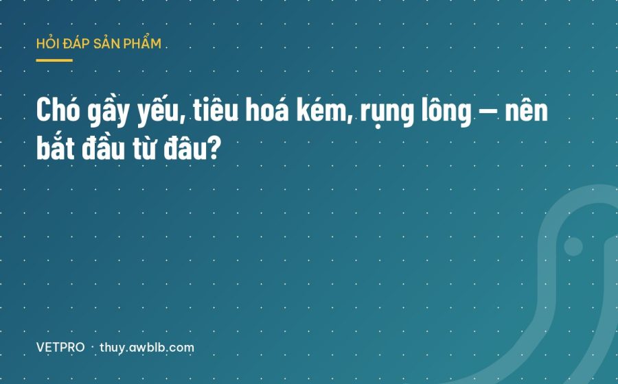 Chó gầy yếu, tiêu hoá kém, rụng lông — nên bắt đầu từ đâu?
