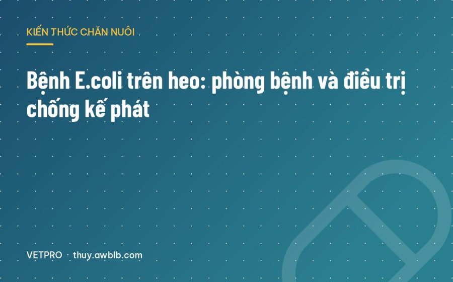 Bệnh E.coli trên heo: phòng bệnh và điều trị chống kế phát