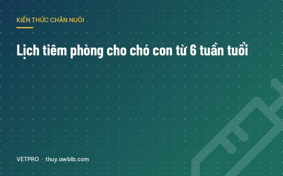 Lịch tiêm phòng cho chó con từ 6 tuần tuổi
